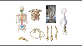 Columna vertebralis costalar ve sternum  1 Bölüm [upl. by Vera750]