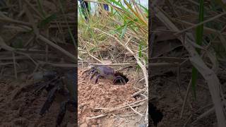 Survival Skills  Simple Idea With Crab survival outdoors skills [upl. by Bevan]