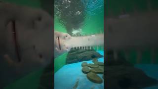 Sawshark 🦈 Shanghai Ocean Aquarium shanghaitour shanghaitravel exploreshanghai aquarium unis [upl. by Anwad]