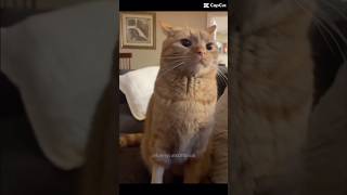 Orange cat behavior  WAIT for it 😭 notmine cat relatabe shortsfeed funny capcut funnycats [upl. by Sheffield]