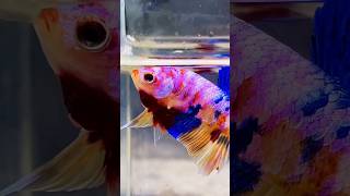 Beautiful Fighter Fish  siamesefightingfish siamese fightingfish shorts fish [upl. by Caras]