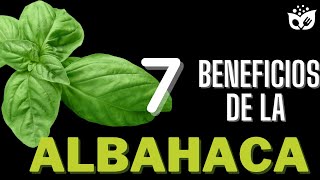 Descubre los Increíbles BENEFICIOS de la ALBAHACA La Hierba Milagrosa para tu Salud 🌿 [upl. by Surdna]