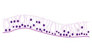 Drawing pseudostratified columnar epithelium partially ciliated [upl. by Anauj366]