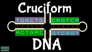 Cruciform DNA  Palindromic Sequence [upl. by Mattias]