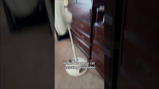 Cat watches bridgerton animal cutespets cuteanimals cats [upl. by Gerek]