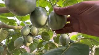 Tamarillo  Tree tomato  London UK 220922 No commentary [upl. by Andra]