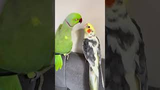 Cockatiel and Indian parrot talking 🦜bird’s birds birdslover lovebirds parrot shortsfeed [upl. by Goddard135]