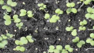 Time lapse Mustard seedling germination [upl. by Arej578]