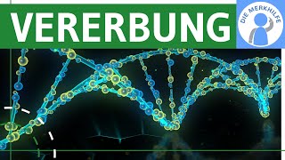 Wie funktioniert Vererbung Chromosomen Theorie Karyogramm amp Menschlicher Lebenszyklus  Genetik [upl. by Husha562]