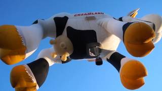 Albuquerque International Balloon Fiesta Airabelle The Cow Launch [upl. by Salbu]