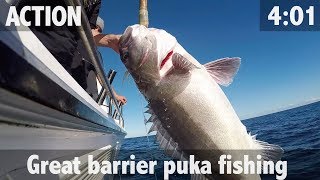 Hauraki Gulf Hapuka Grouper Fishing [upl. by Odraude519]