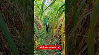 herbicides sugarcane farming youtubeshorts [upl. by Liagibba]