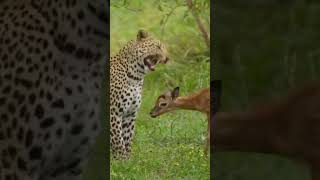 wildlife animals tiger dear hunting jungalsafari safari shorts shortsfeed youtubeshorts [upl. by Erma410]