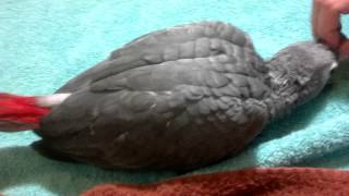 Baby African Grey Parrot [upl. by Janis]