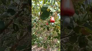 cashew tree in the farm love nature fruit fruiting religion reels farming shortvideo [upl. by Ellan853]