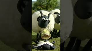 Shaun the Sheep 🐑 [upl. by Maya433]