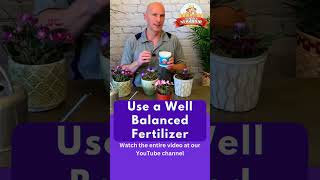 4 Quick Tips for Your African Violets africanviolets africanviolet [upl. by Noeled600]