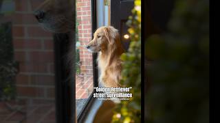 This is WHY MY GOLDEN KNOWS EVERYTHING that happens on our STEET👀 goldenretriever funny dog [upl. by Ramsdell]