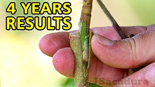 GRAFTING LOQUATS  Best Techniques with 34 years results [upl. by Ylrae]