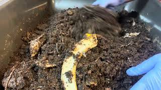 Why We DONT Use Rotting Worms To Make Compost Anaerobic Composting [upl. by Yelak454]