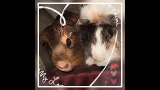 Guineadadampmom is live [upl. by Anilec]