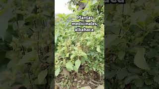 Planta medicinal albahaca huertoenmacetas plantas parati garden macetohuerto plants nature [upl. by Noonan]