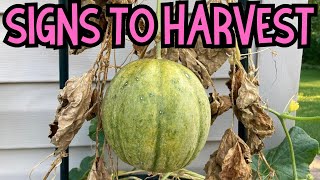 Vertical gardening When to harvest Cantaloupes and what are the signs cantaloupe melon garden [upl. by Nonnahsal]