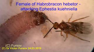 Under Microscope Hymenoptera Bruchophagus Habrobracon Leucospis Eucharis Blastophaga [upl. by Enetsuj]