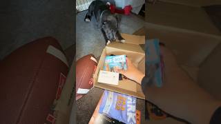 Unboxing Barkbox with Smokey barkboxunboxing barkbox viralshorts dog [upl. by Kciredohr650]