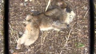 Timelapse of Maggots on a Dead Japanese Macaque L1 ニホンザル死骸の生物分解【微速度撮影】 [upl. by Liagaba]