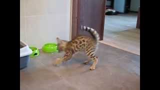 Tańczący Kot Bengalski Dancing cat Bengal [upl. by Shoshana]