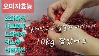 오미자청 Schisandra Fruit 이렇게 담아요 이거 1병 추가하면 발효에 도움을줍니다100일후 거르면은 정말 맛있어요 맛이 깔끔해요 extracttea [upl. by Yttap]