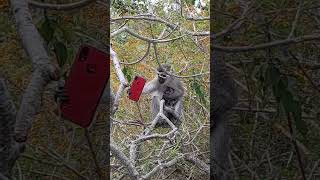 Monkey Nellie Snatches Cellphone And Drops It From 10 Meter High Tree Drama monkey babyanimal [upl. by Gessner]