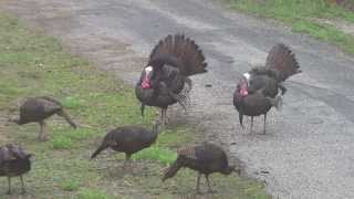 wild turkeys gobbling 41813 [upl. by Kilroy]