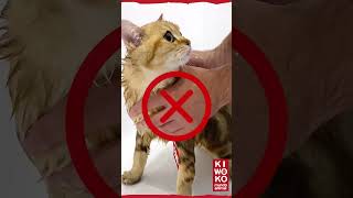 ¿Cómo PONER una PIPETA a un GATO 🐱🦟❌ Más info en el canal ✅ youtubeshorts gatos [upl. by Ahsaetal]