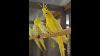 are cockatiel birds good pets [upl. by Ayad706]