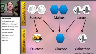 51 Carbohydrates Simple and Complex [upl. by Frost]