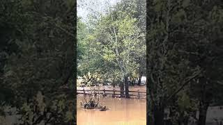 Our horses survived the flood Watching water rise in the horse pasture during hurricane Helene [upl. by Nauh16]