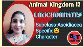 Urochordate sub class ASCIDIACEA😍specific character🤔 [upl. by Notkcorb]