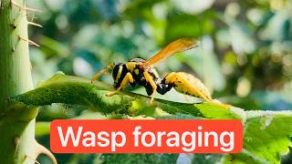 Wasp foraging sap like a cow foraging grass [upl. by Niran949]