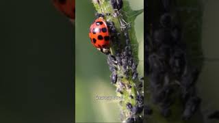 De que se alimentan 🐞🤔 mariquita curiosidadesverdes naturaleza ladybug [upl. by Brass]