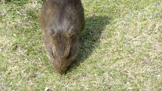 Wild Guinea Pigs Cavia Aperea  Blijdorp Zoo  Rotterdam  06052011  4 [upl. by Naxor]