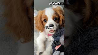 5 Fun Facts About Cavalier KingCharles Spaniels [upl. by Sharla635]