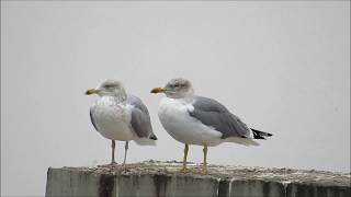 Larus michahellis atlantis [upl. by Marilla987]