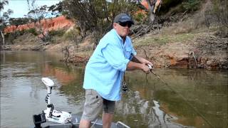 How to catch Yellow Belly  SHIMANO FISHING [upl. by Crescin]