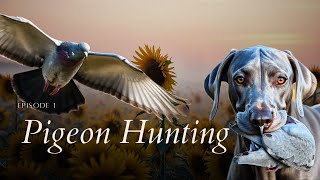 Pigeon Hunting in France [upl. by Mill]