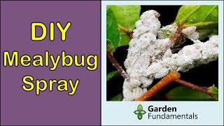 How to Get Rid of Mealybugs DIY spray with baby oil [upl. by Alimat]