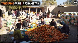 Tangerine farm  Afghanistan  Torkham Jalalabad  Highway  Nangarhar  2020  4K [upl. by Eatnhoj]