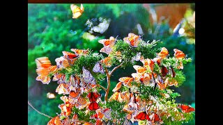 Monarch butterflies Migrating by the millions [upl. by Dulcy823]