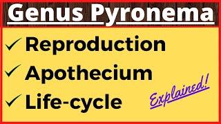 Genus Pyronema  Crozier Formation in Ascomycetes  Life Cycle  Ascospore Formation in Fungi Botany [upl. by Ocinemod]